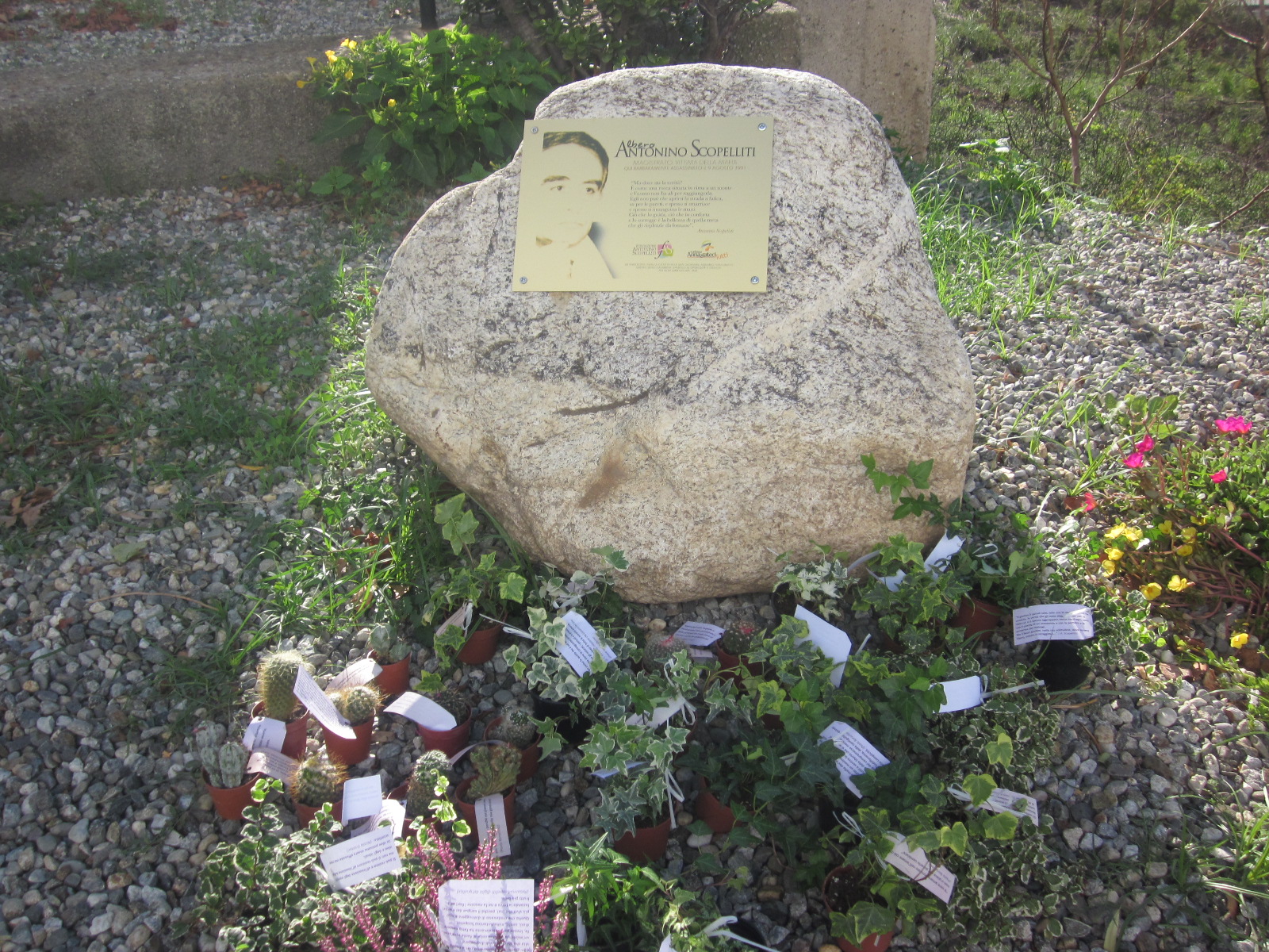 Posa Prima Pietra 15 sett 2012 - 10 Le piantine della Legalità alla stele del giudice Scopelliti per il momento del raduno